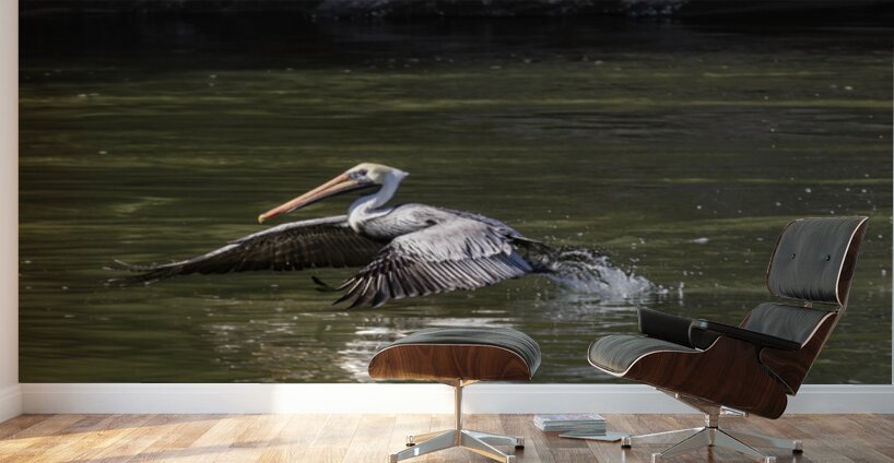 Pelican Coming in for a Landing Wall Murals