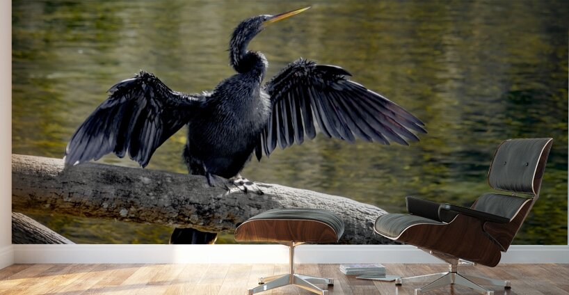 Anhinga Sunning My Wings Wall Murals
