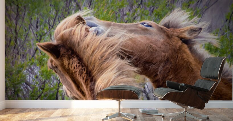 Wild Horses Sparring Wall Murals