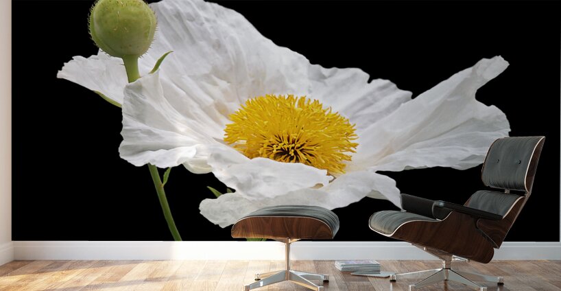 Matilija Poppy on Black Wall Murals