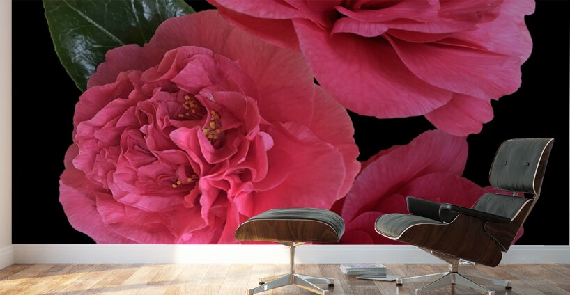 Pink Camelia on Black Vertical Wall Murals