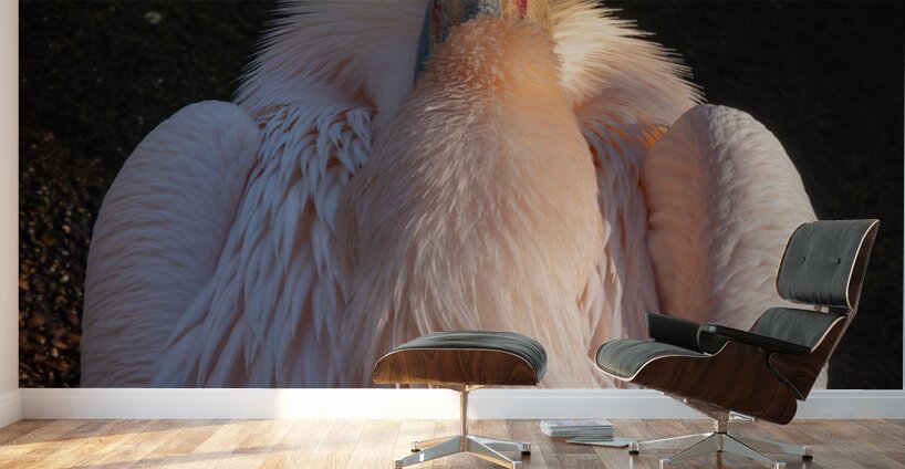 Great White Pelican Wall Murals