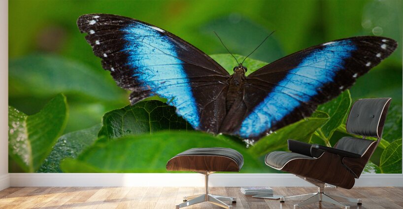 Achilles Blue Morpho Butterfly Wall Murals