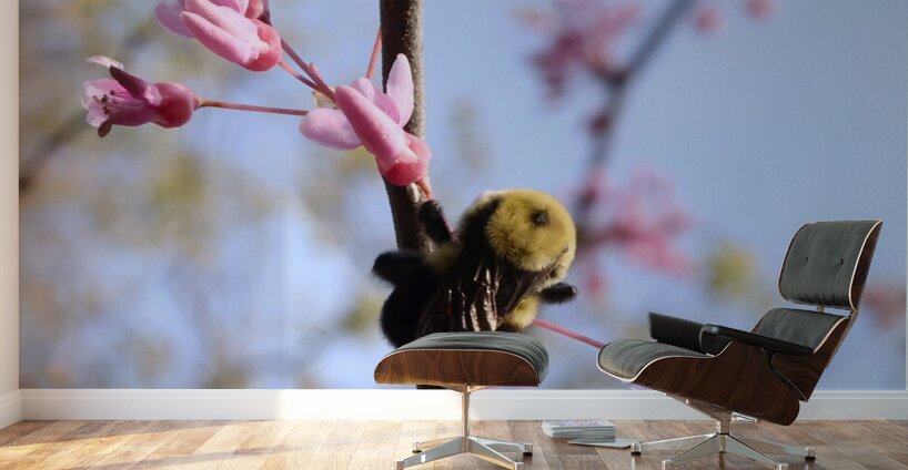 Bee on Eastern Redbud - Wintergarden Park Wall Murals