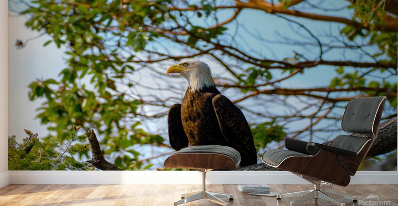 Bald Eagle in the Madrone Tree Wall Murals