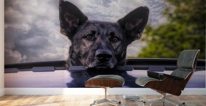 Along for the Ride Wall Murals