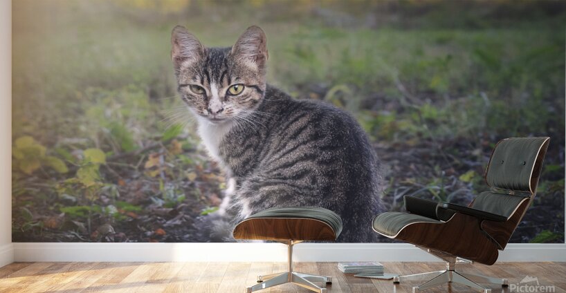 A little kitten is looking straight into your eye Wall Murals