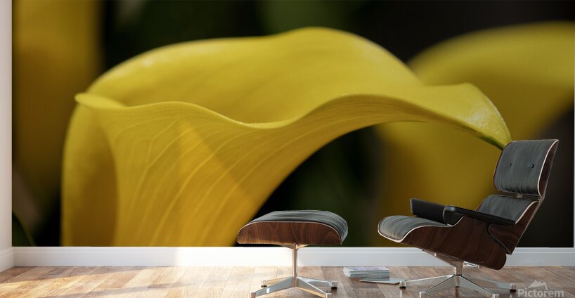 Yellow Calla Lilies Wall Murals