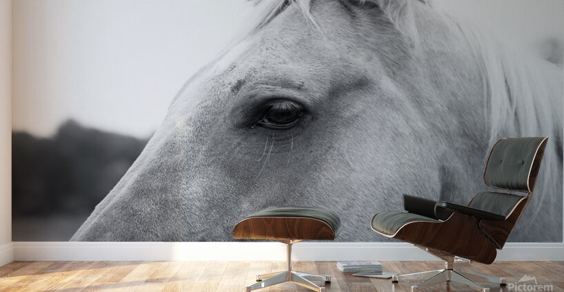 Waiting for Treats Wall Murals