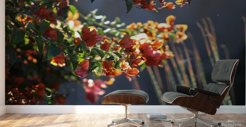 Salmon Bougainvillea in Sunlight Landscape Wall Murals