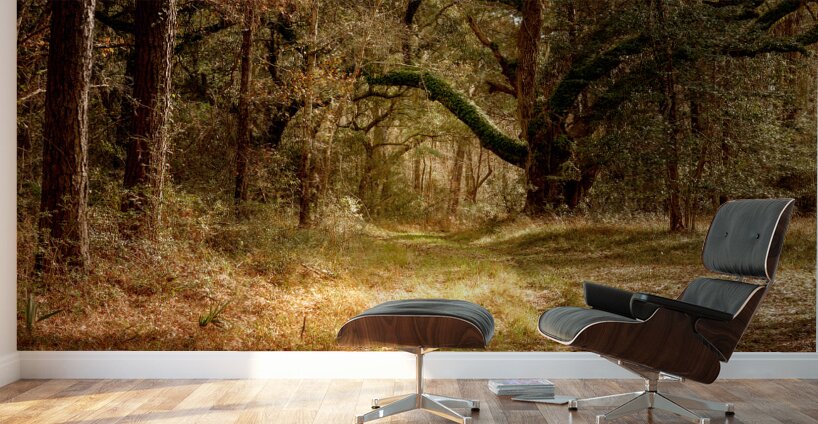 McClellanville Forest Wetlands Trail Wall Murals