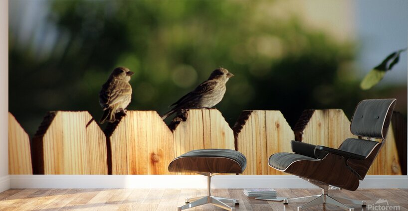Sparrows on a Fence Wall Murals