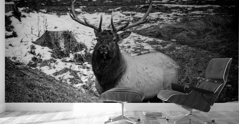 Bull Elk Canada Wall Murals