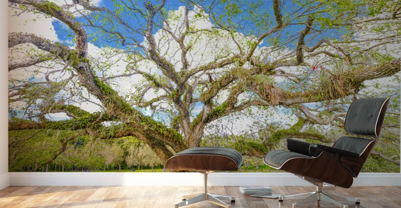 Live Oak Tree Wall Murals
