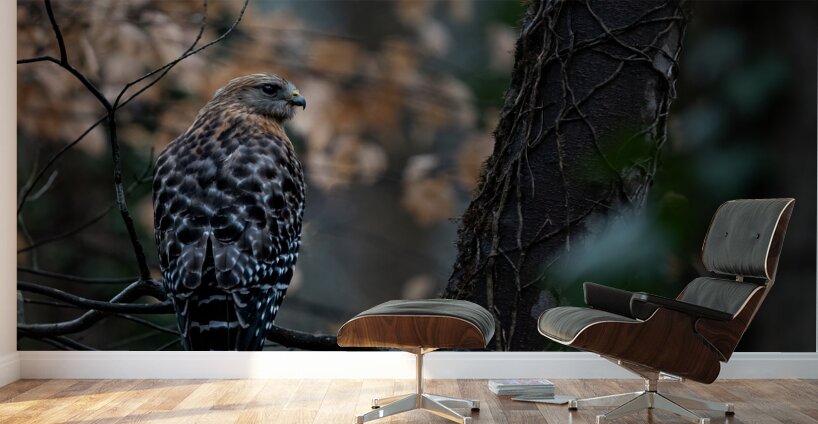 Red Shouldered Hawk  Wall Murals