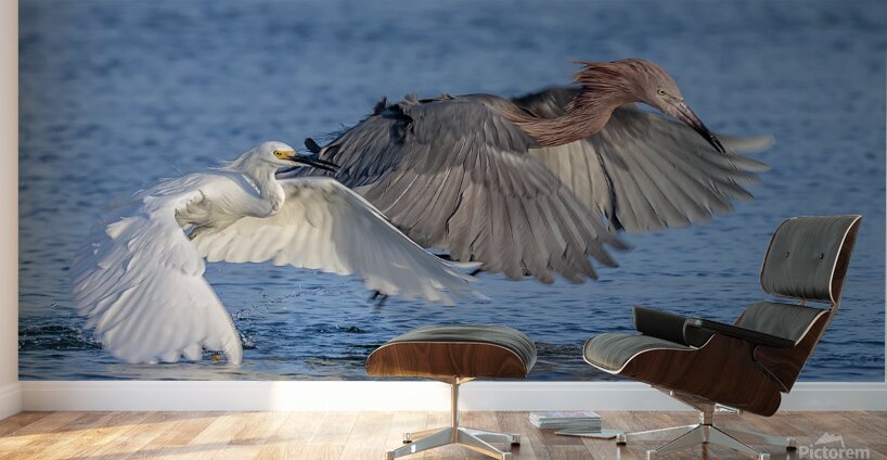 ..Set..Go! Wall Murals