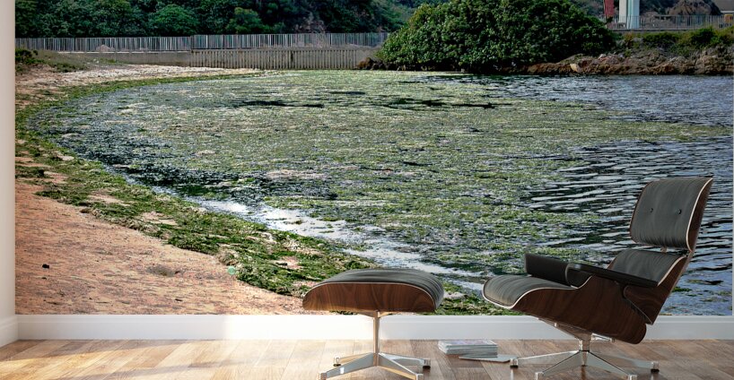 HK-FV-The Seaweed along the seaside at Cheung Chau 01 Wall Murals