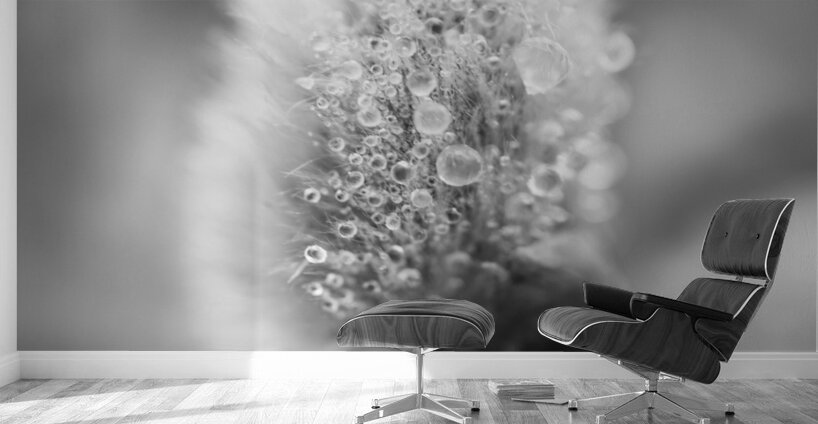 Pussy WIllow Flower With Droplets B&W Wall Murals