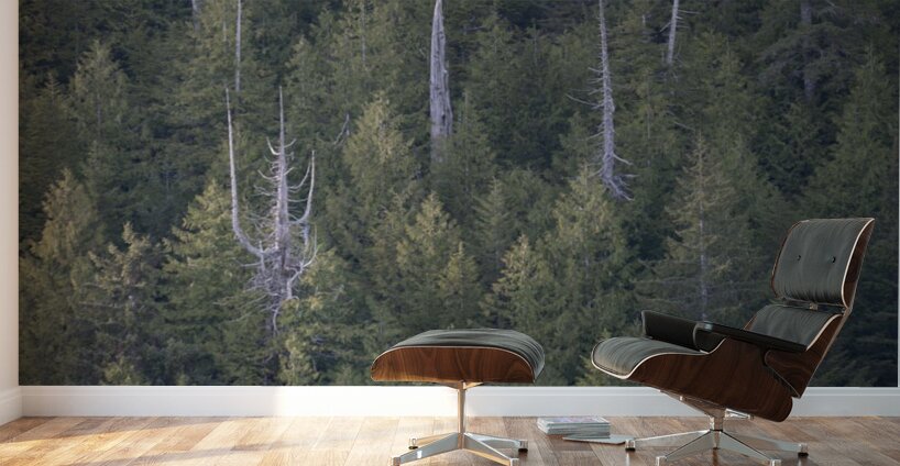 Bare Trees in Evergreens Wall Murals