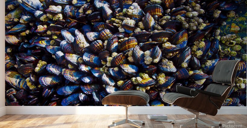 Mussels Venice Beach California Wall Murals