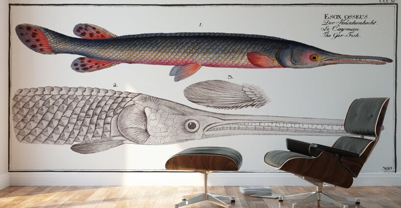 Longnose Gar Wall Murals