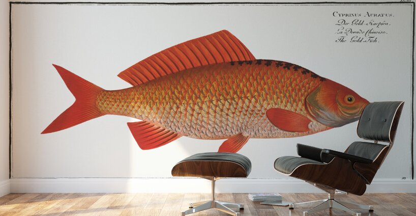Goldfish Wall Murals