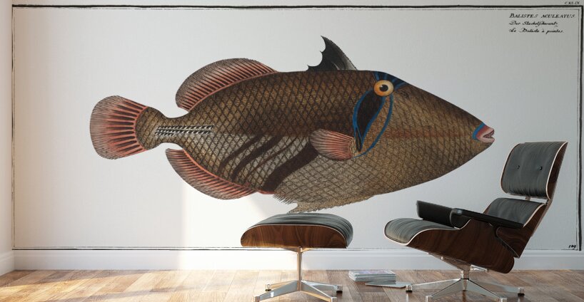 Lagoon Blackbar Triggerfish Wall Murals