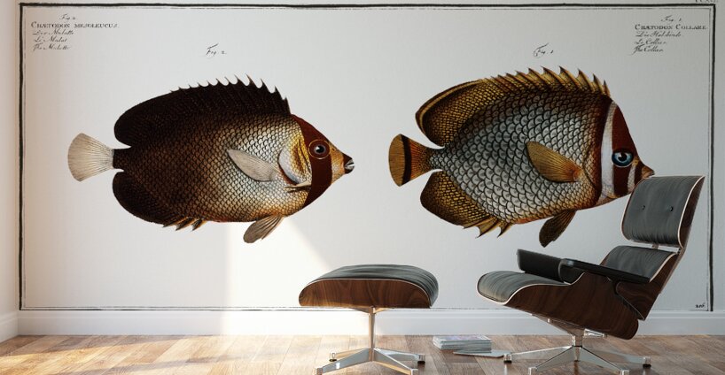 Redtail Butterflyfish and Vermiculated Angelfish Wall Murals