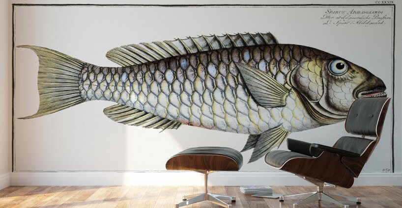 Redtail Parrotfish Wall Murals