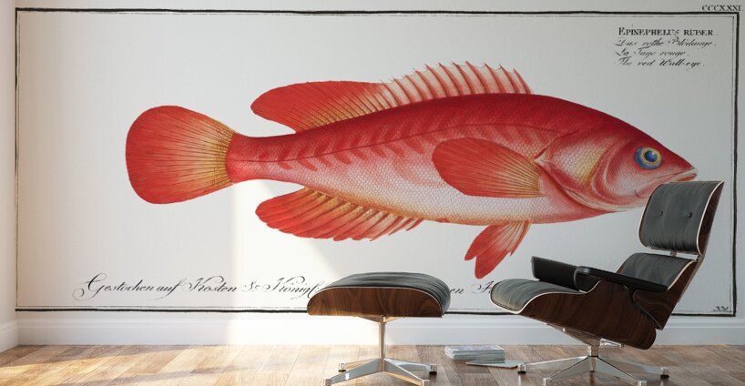 Mottled Grouper Wall Murals
