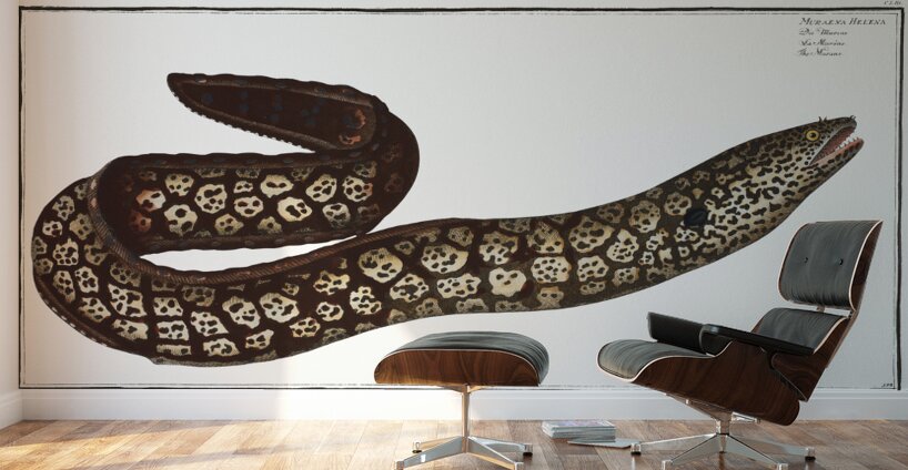 Mediterranean Moray Eel Wall Murals