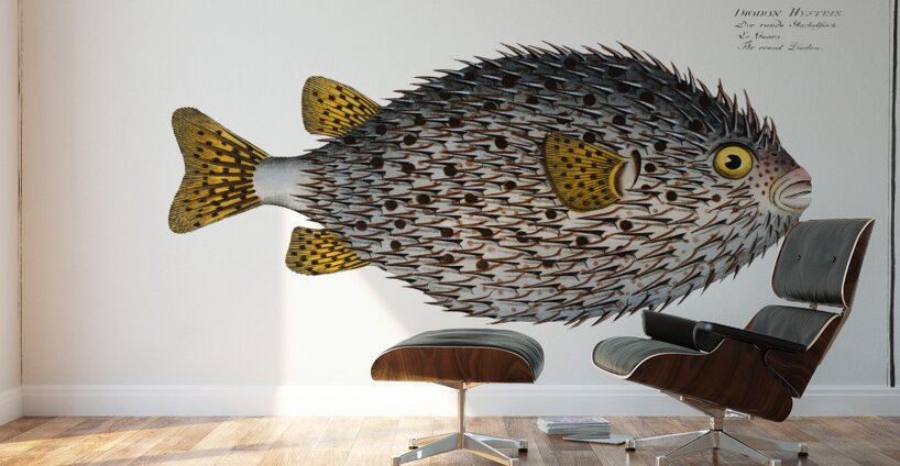 Spot Fin Porcupinefish Wall Murals