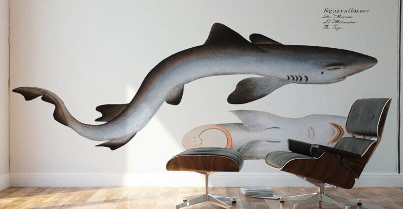 School Shark Wall Murals