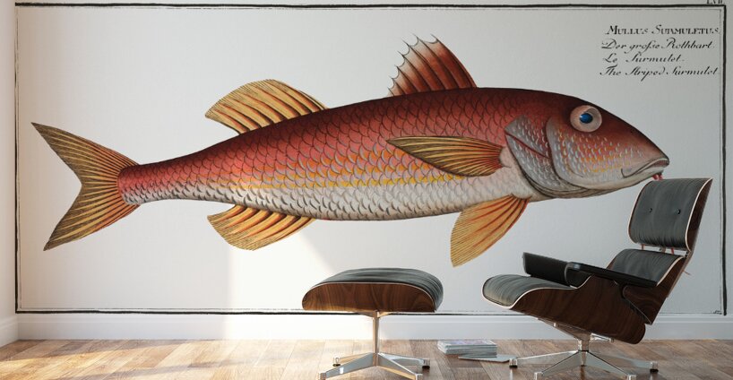Striped Red Mullet Surmullet Wall Murals