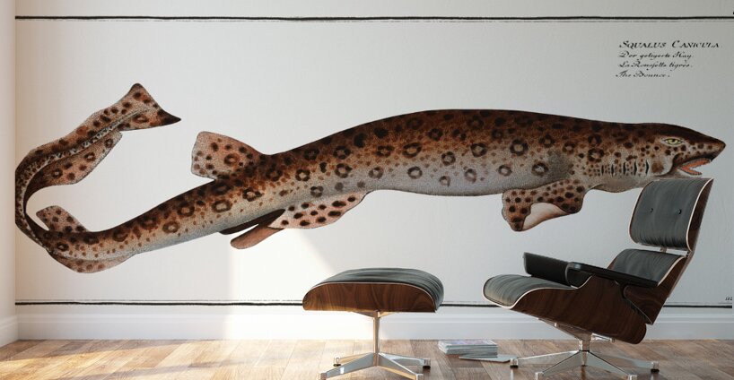 Small Spotted Catshark Sandy Dogfish Wall Murals