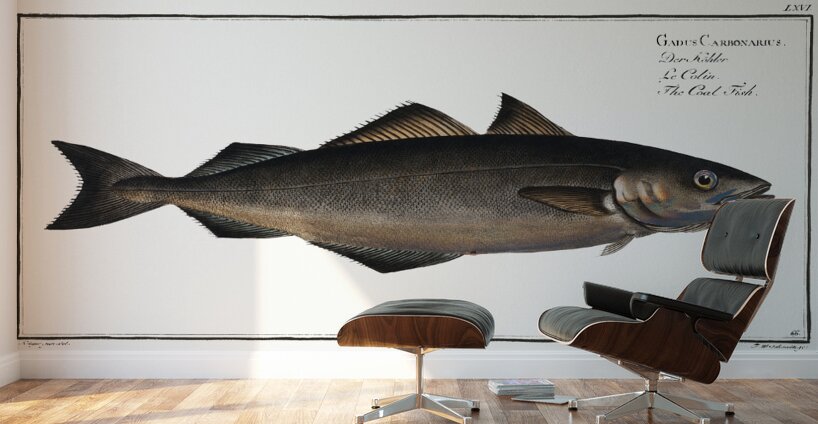 Saithe Pollock Coalfish Wall Murals
