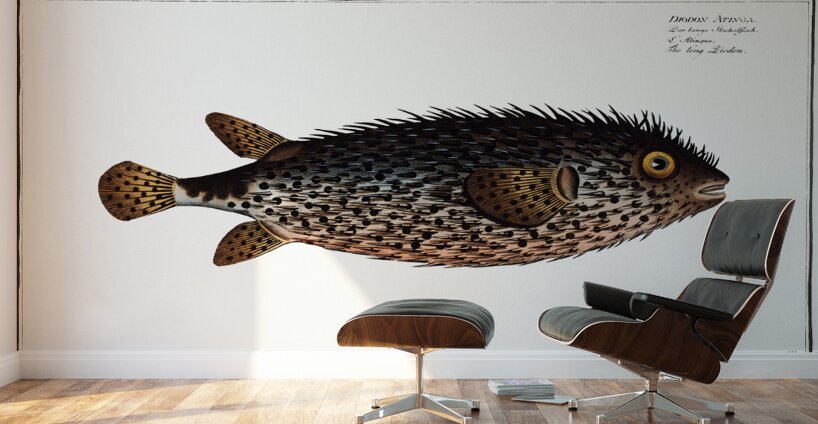 Spotfin Burrfish Wall Murals