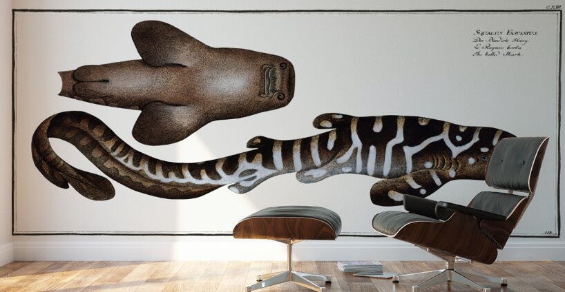 Zebra Shark Wall Murals