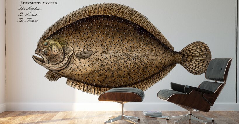 Turbot Flatfish Wall Murals