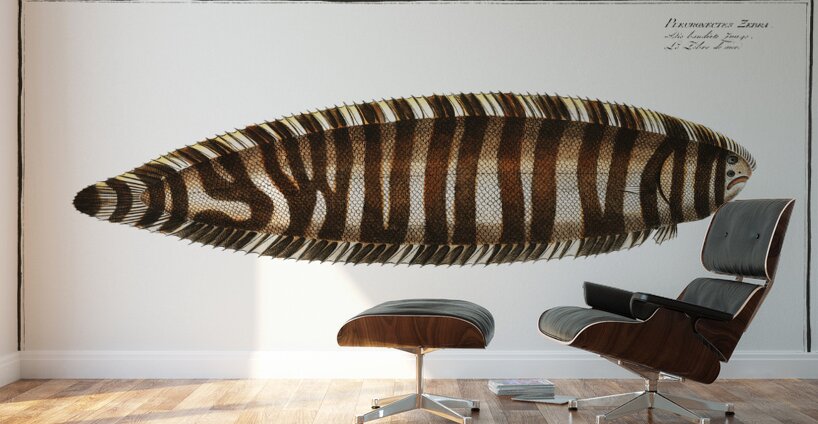 Zebra Sole Wall Murals