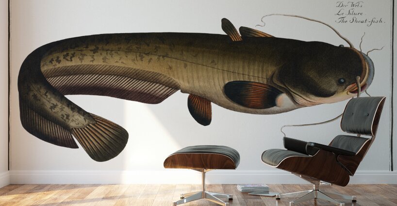 Wels Catfish Sheatfish Wall Murals