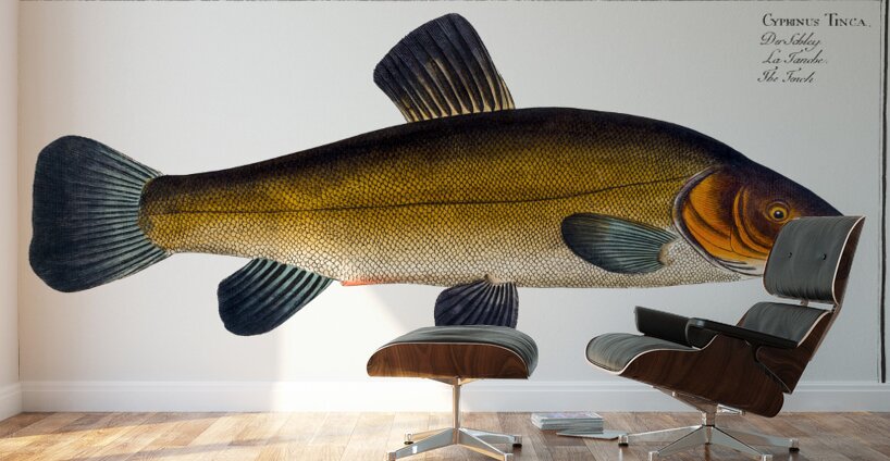 Tench Doctor Fish Wall Murals
