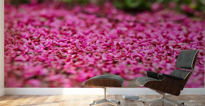 Spring time my front yard a Redbud tree Chicago Illinois Wall Murals