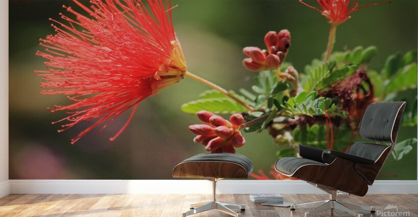 Ferry Duster Bloom 2 Wall Murals