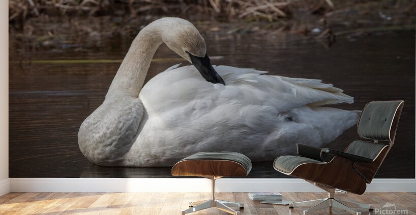 Preening Trumpeter Swan Wall Murals