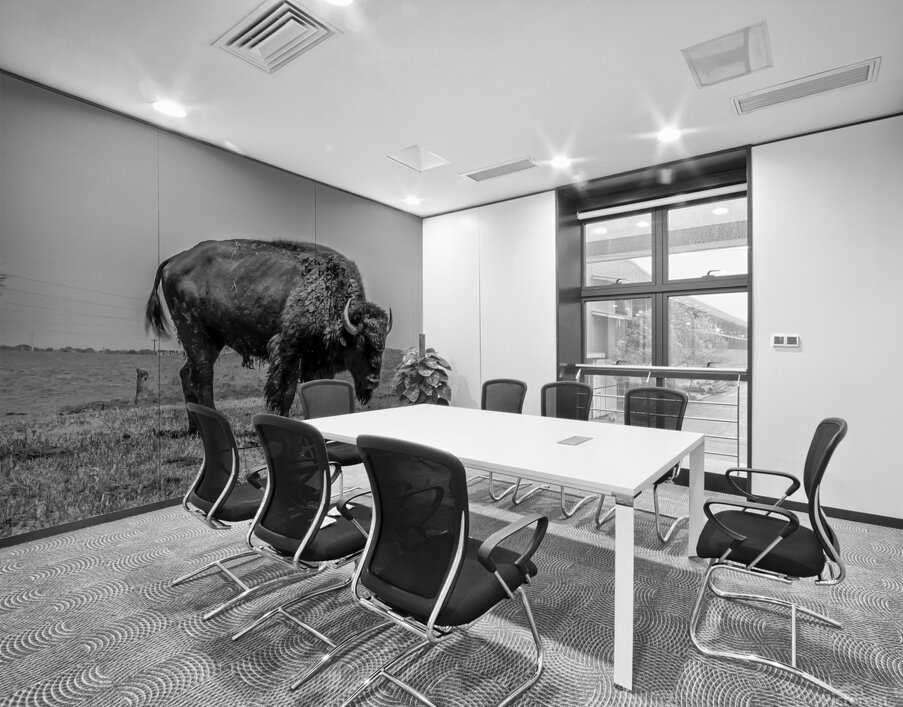 Lone Bison  Wall Printing