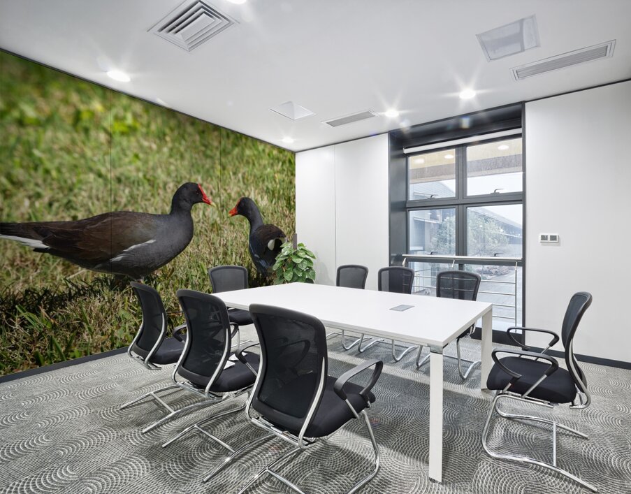 IMG 2263Moorhen Wall Printing