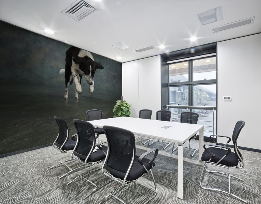 Studio shot of Border Collie jumping 208268 Wall Printing