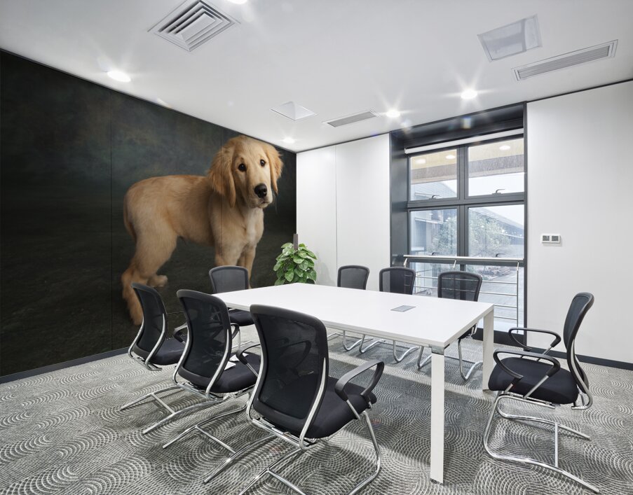 Studio portrait of Golden Retriever puppy 208376 Wall Printing
