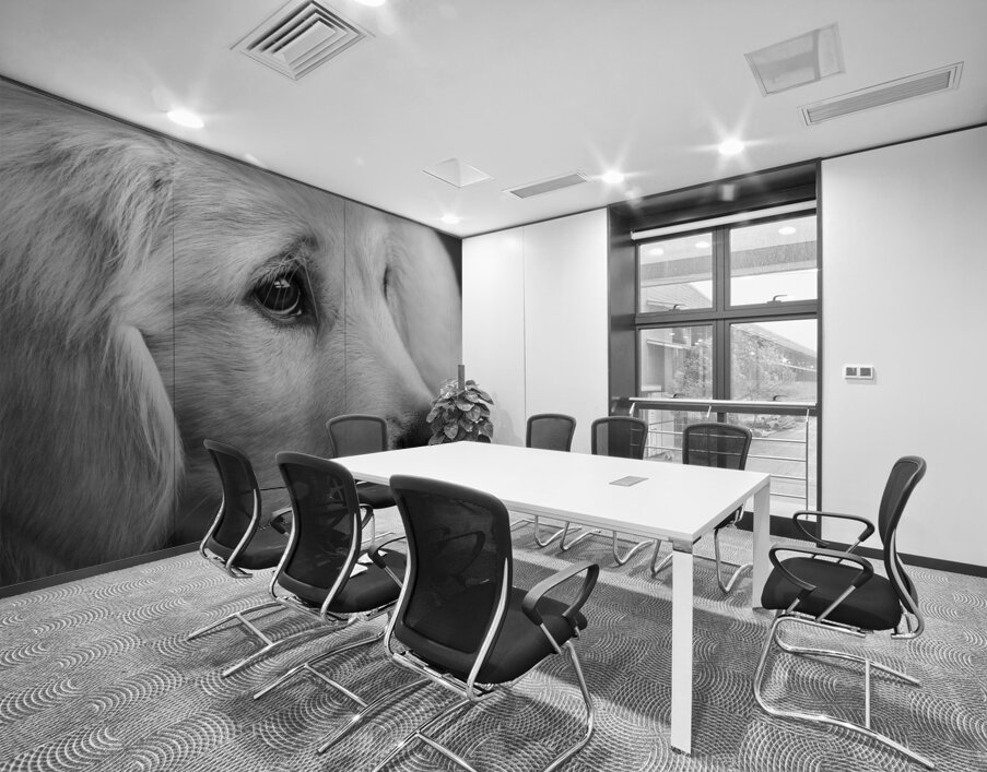 Close-up of Golden Retriever puppy 208382 Wall Printing